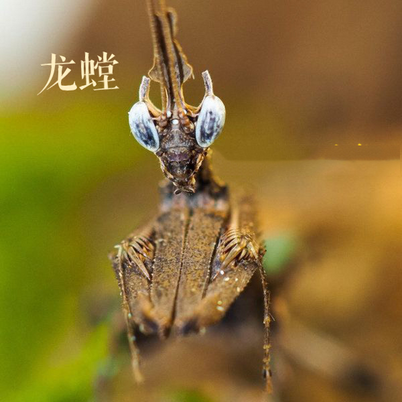 狭叶螳属stenophylla 非常漂亮且神奇的一种螳螂,原产于南美洲,本属共