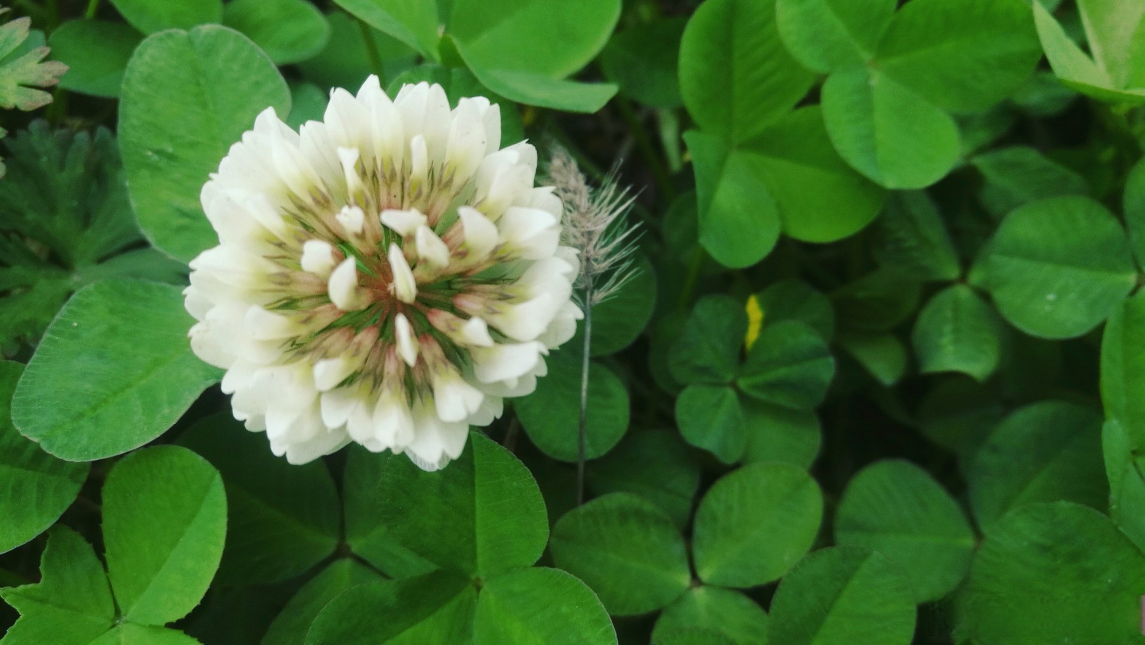 三叶草,也叫白车轴草,花语是祈求,希望,爱情,幸福.