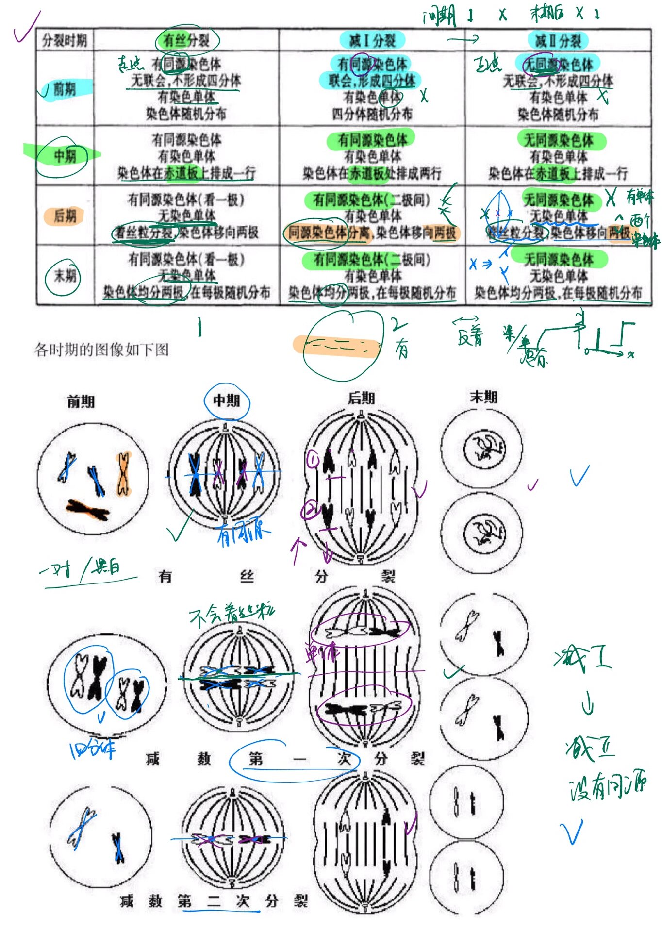 我终于搞懂有丝分裂和减数分裂了