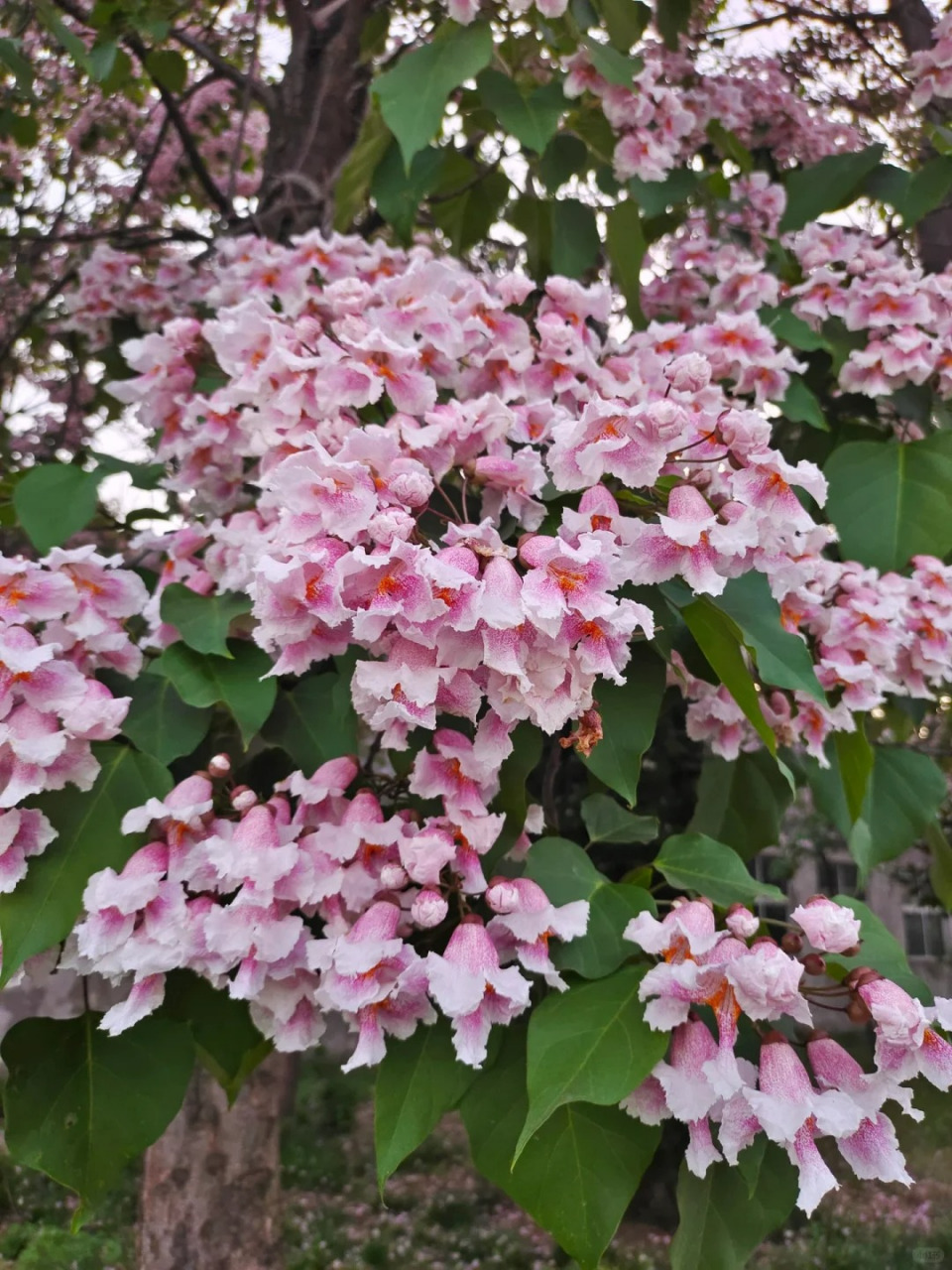 楸树图片 94楸树是珍贵的用材与观赏树种,树姿优美,材质优良,用途