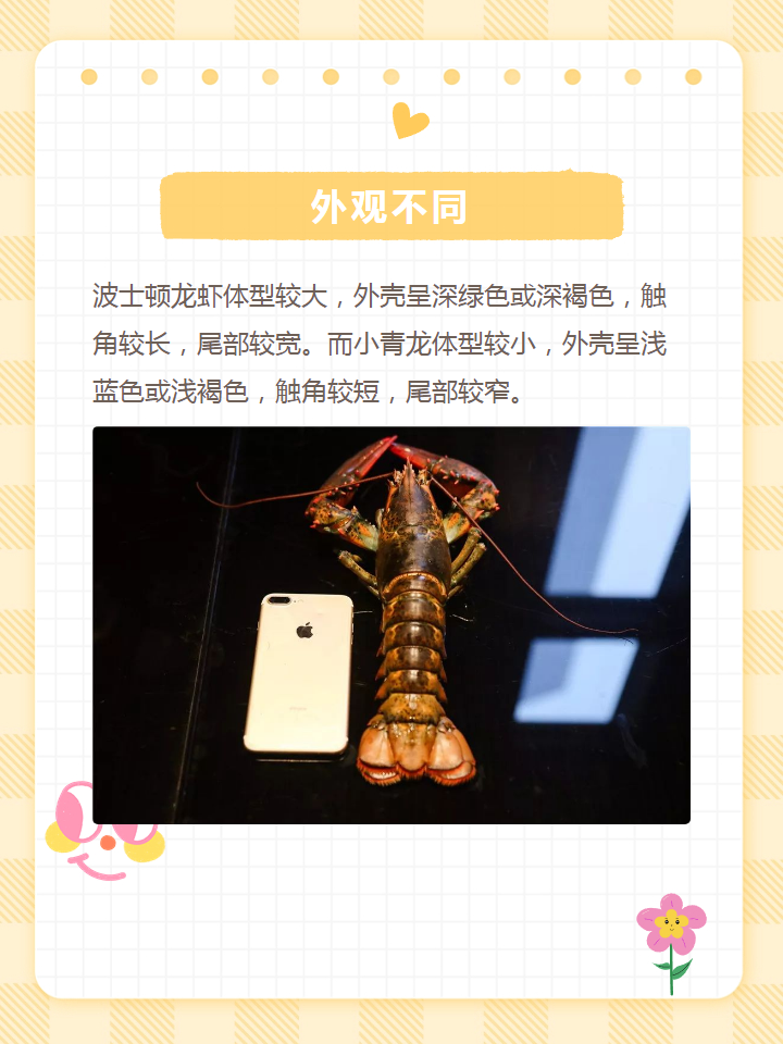 小青龙和波士顿龙虾的区别 龙虾因为生长水域的不同,在肉质和口感上也