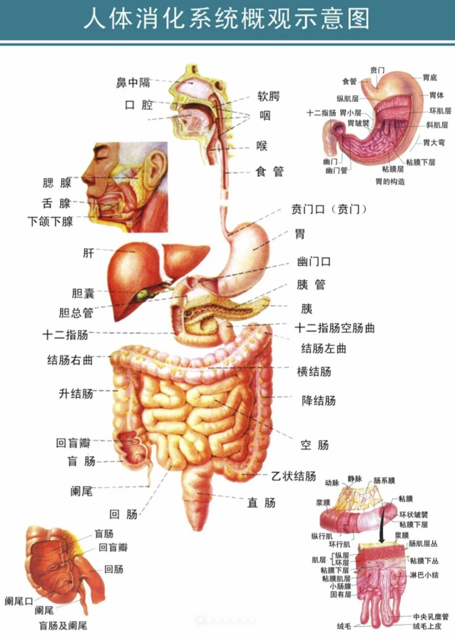 人大肠的长度一般为多少米?