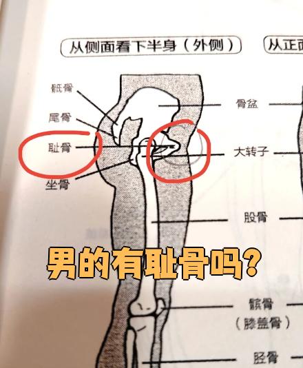 它由骨盆前方的两块骨头组成,中间有空隙,并不直接紧贴