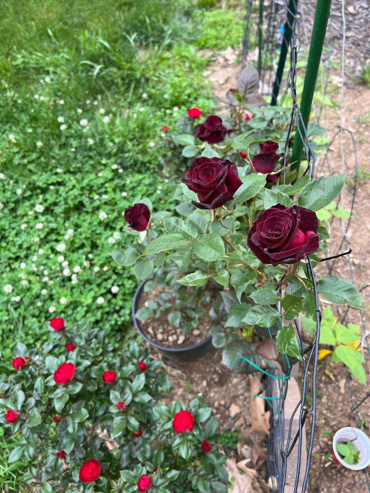 黑巴克,真正的黑色月季( 黑巴克(black baccara)月季.
