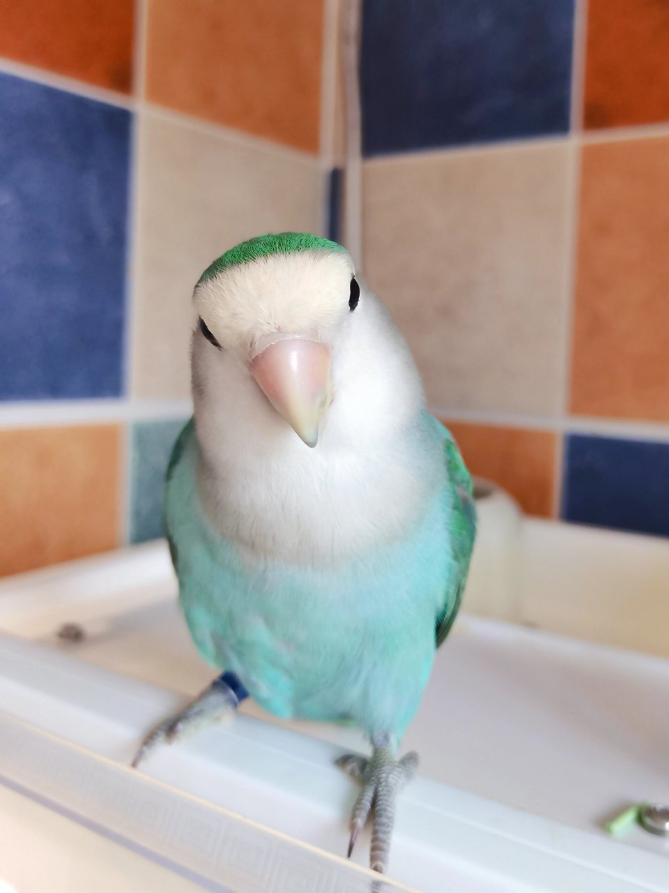 绿银牡丹鹦鹉 小马达快要成年了.戴上了帅气帽子00