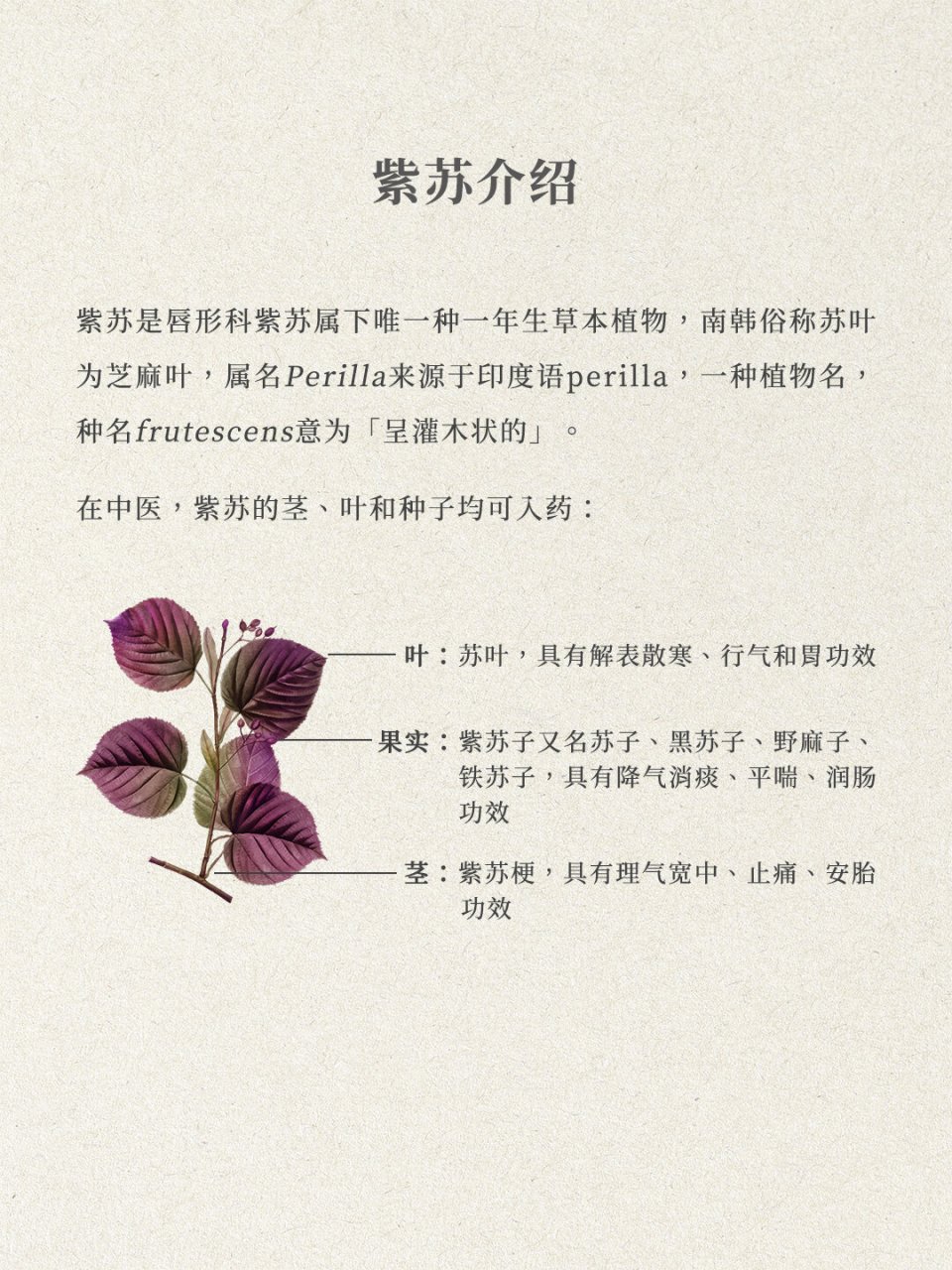 紫苏:茎,叶,种子功效大不同 紫苏是唇形科紫苏属下唯一种一年生草本