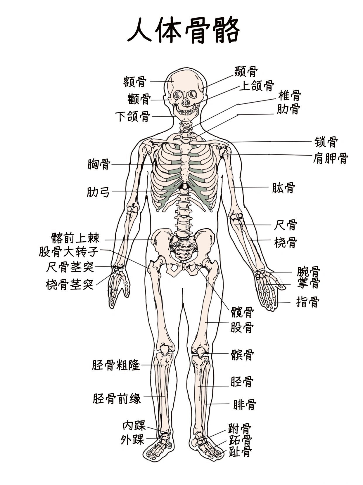 解剖系列之人体骨骼