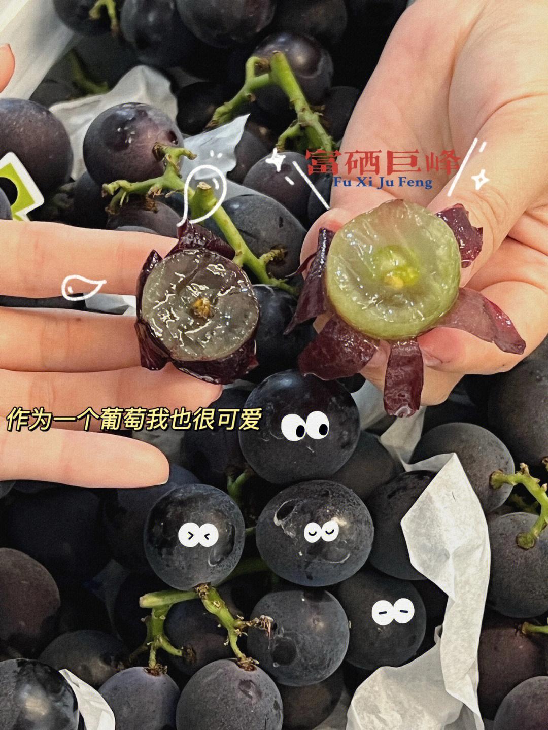 一年中吃葡萄的季节来了富硒巨峰葡萄 富硒黑藤巨峰 一年中又到吃葡萄