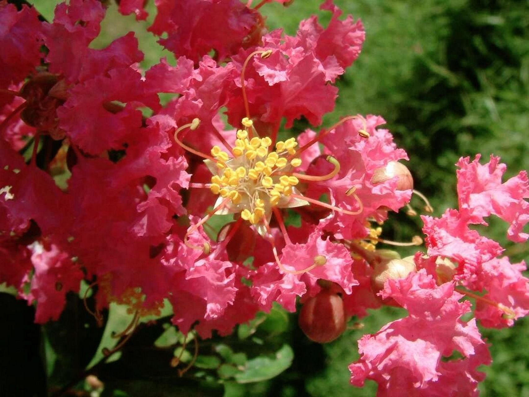 紫薇,别名:百日红,满堂红,紫金花 紫薇树姿优美,树干光滑洁净,花色