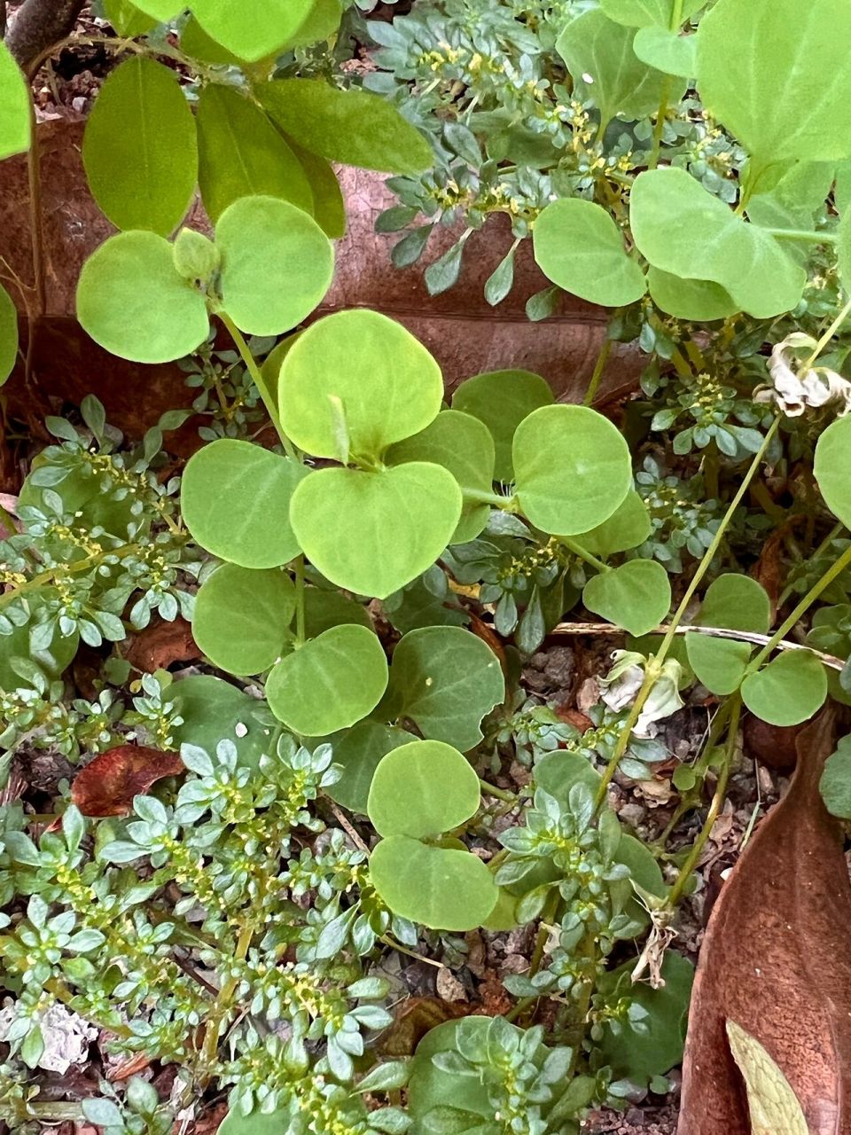 willdenow ex schultes)是石竹科,荷莲豆草属一年生草本植物