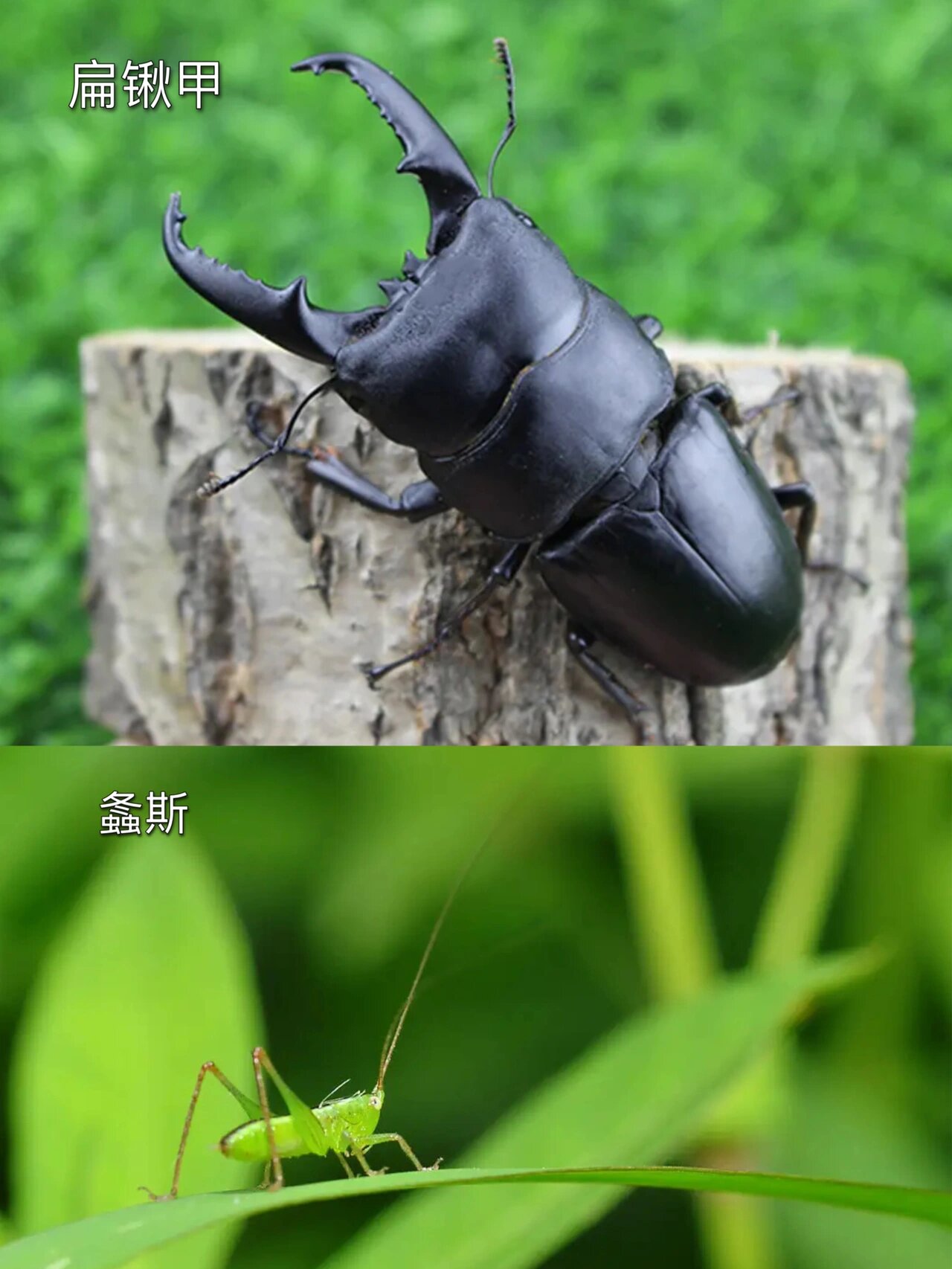 孩子们的暑假已悄悄过半 玩水,捉知了,吃西瓜,夜观昆虫… 夏天该做的