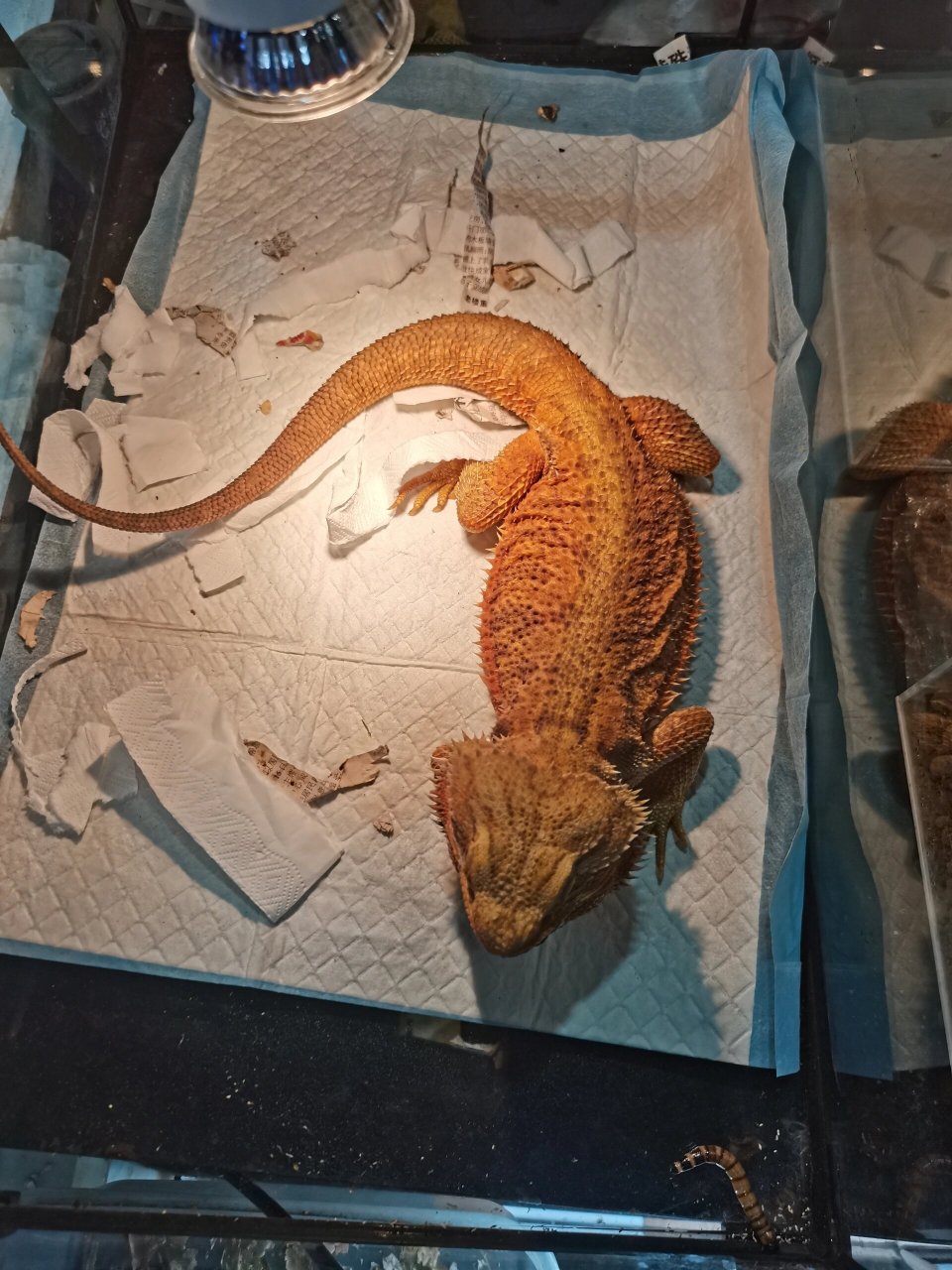 广州荔湾-芳村花鸟鱼虫新世界 (广东省广州市荔湾区花博大道101号) 1.