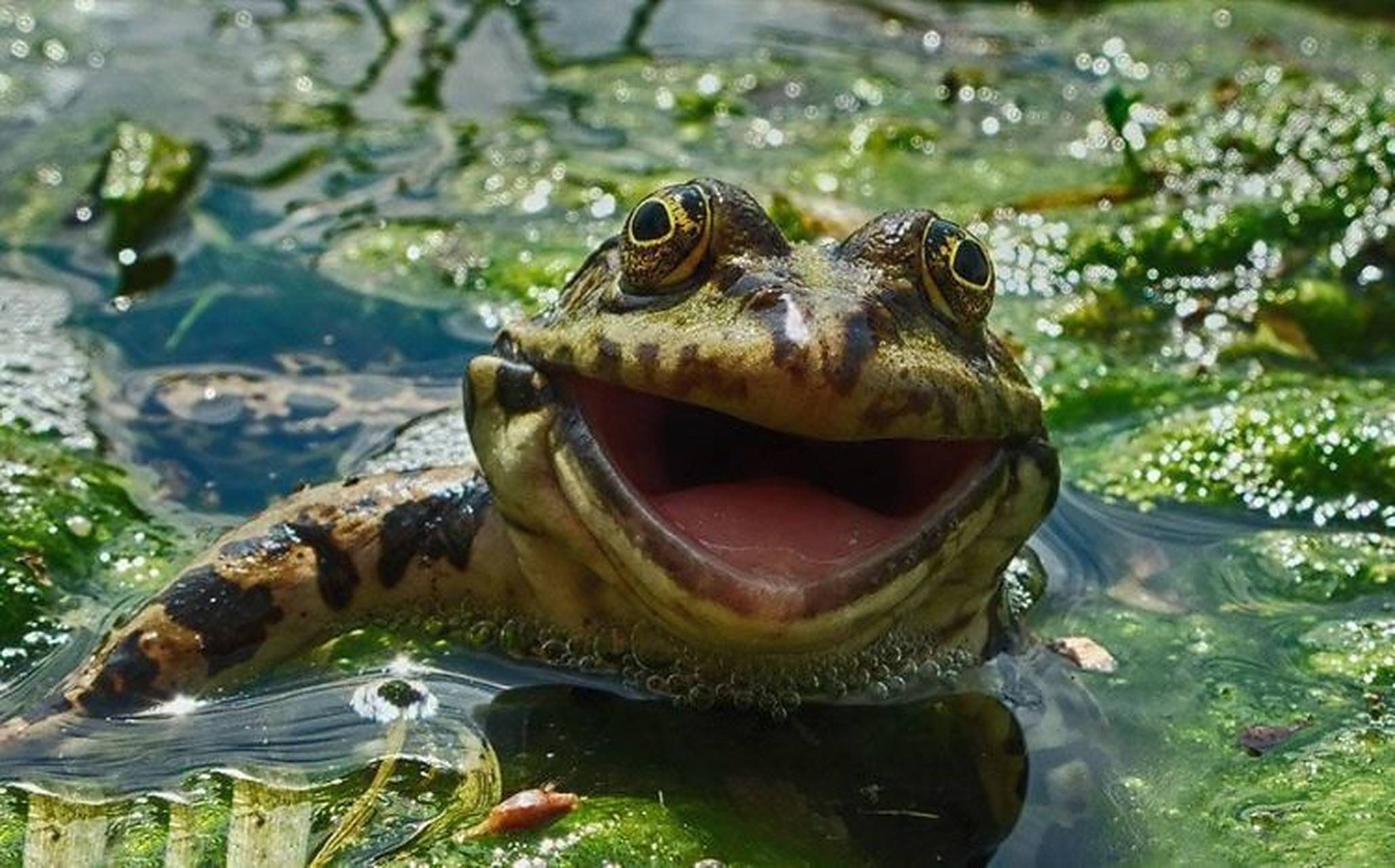 动物趣图#萌而大笑的青蛙.