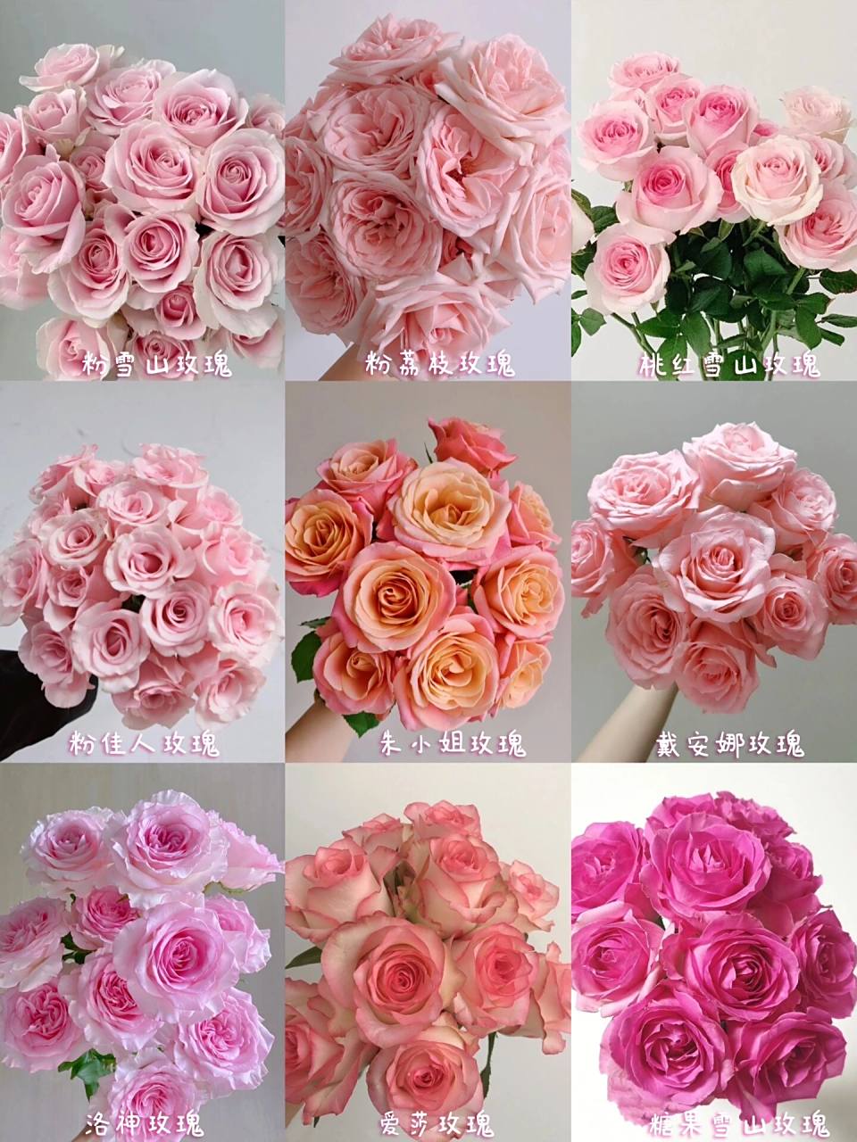 花语收藏94 95【粉雪山玫瑰】是花店必备的品种之一,淡淡的粉色