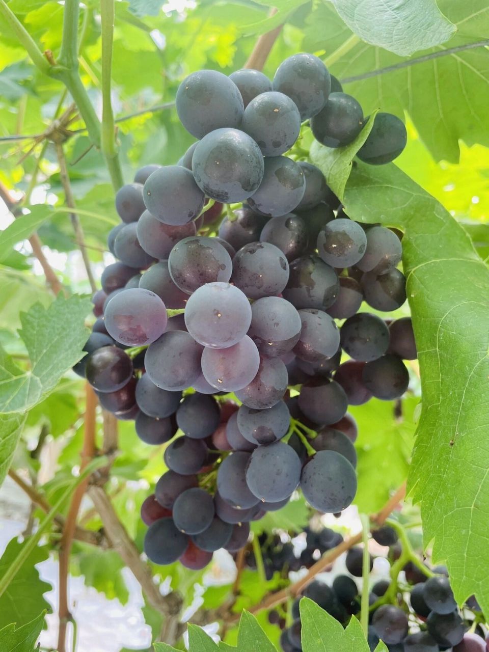 玫瑰香葡萄99 茶淀玫瑰香葡萄成熟后颗粒又黑又紫,入口便有一股玫瑰