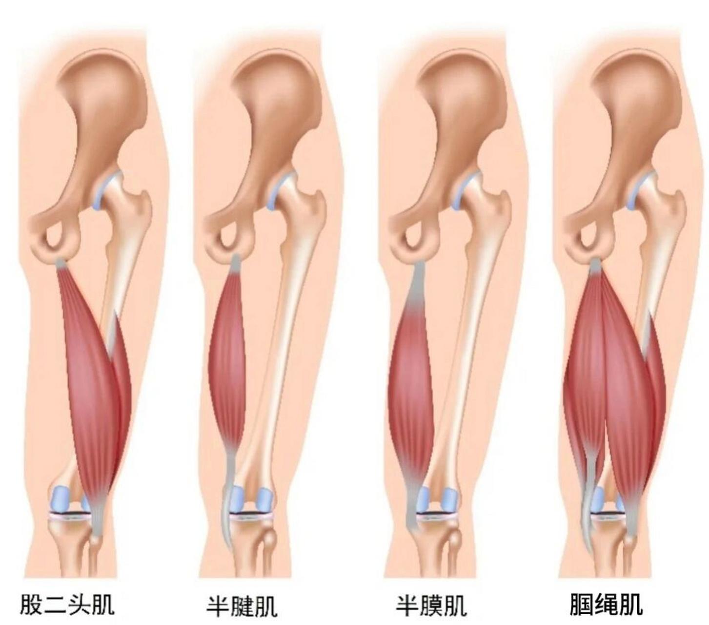 中文名:腘绳肌 中文名:腘绳肌 外文名:hamstring muscles 包括:半腱肌