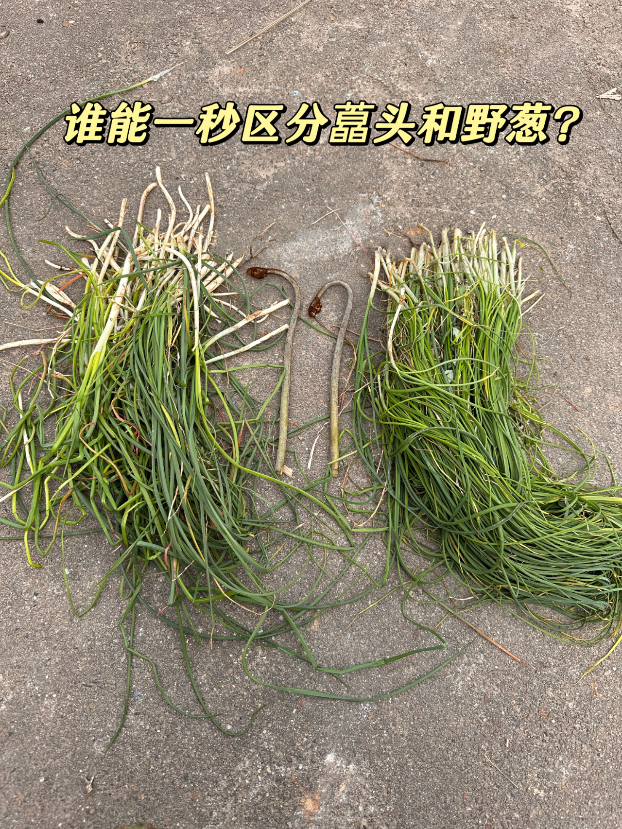 谁能1秒区分藠头和野葱?