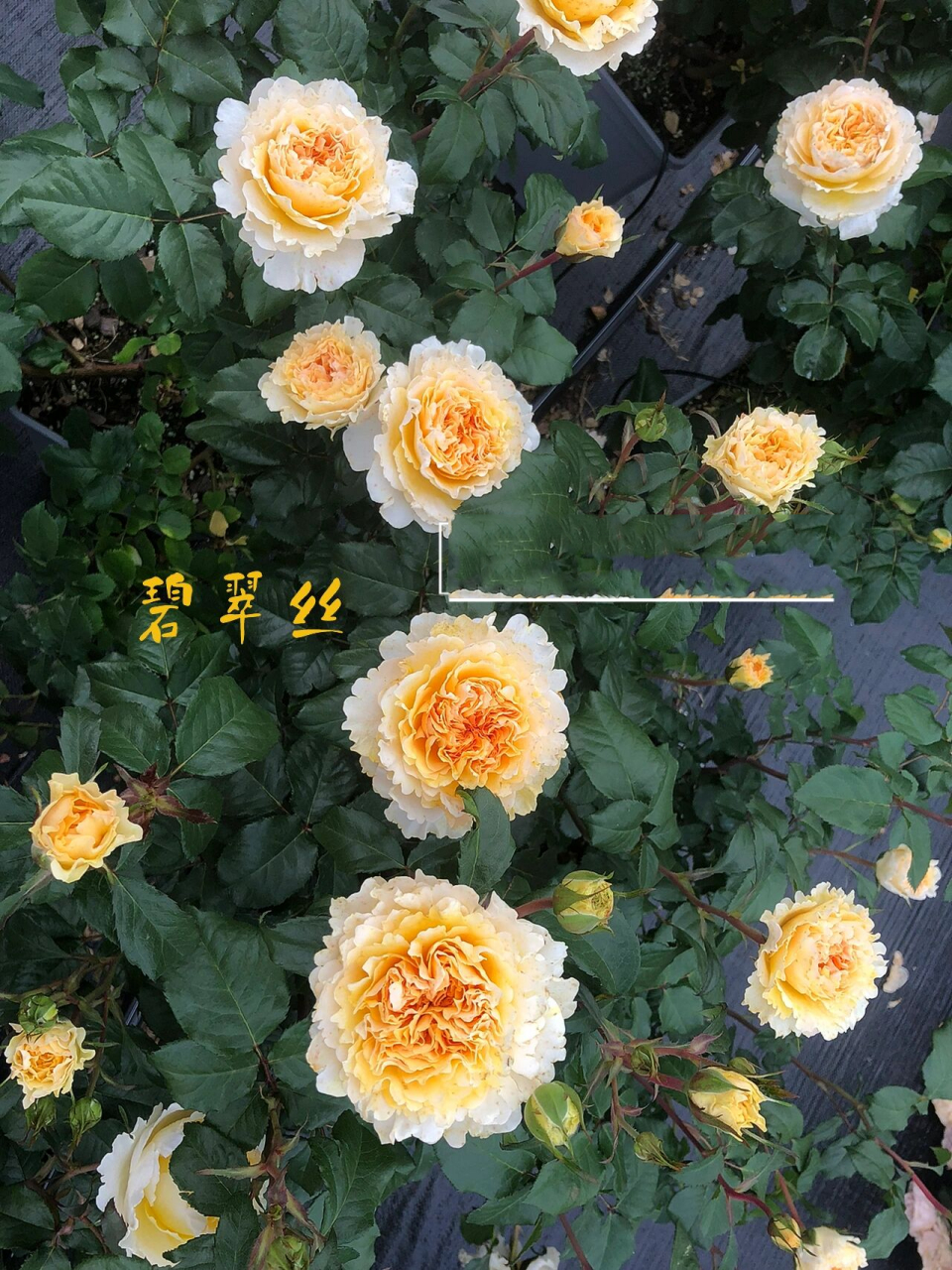 奥斯汀月季86615:碧翠丝 碧翠丝 beatrice 非常受欢迎的切花品种