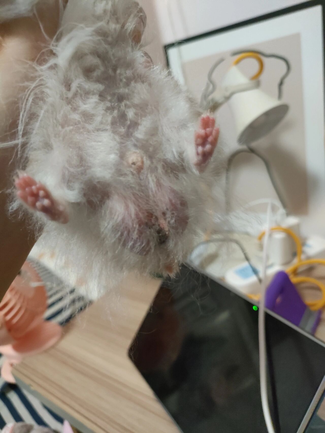 金丝熊蛋蛋发黑是怎么回事