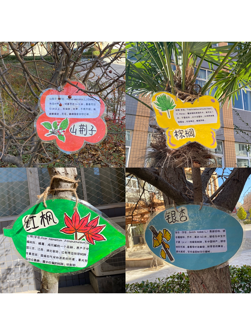 手工制作 植物名牌 银杏叶 玉兰 桂花