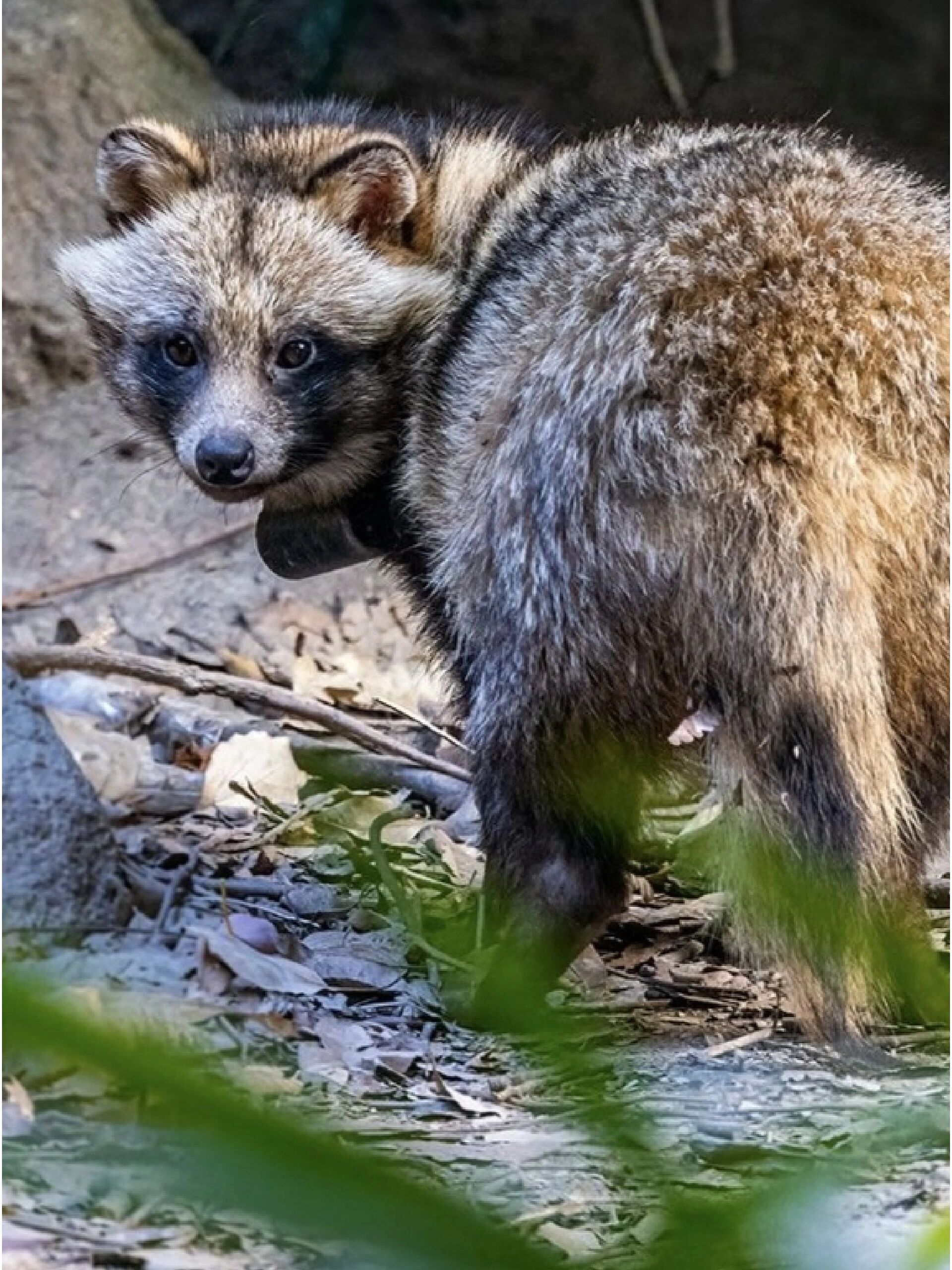 这不是浣熊😅一丘之貉的"貉"长这样
