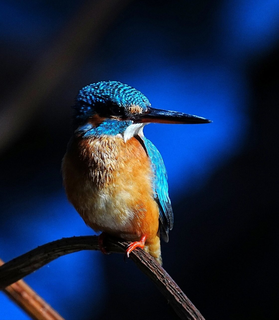 普通翠鸟 普通翠鸟是色彩最丰富的鸟类之一,常见上体为闪着金属光泽的