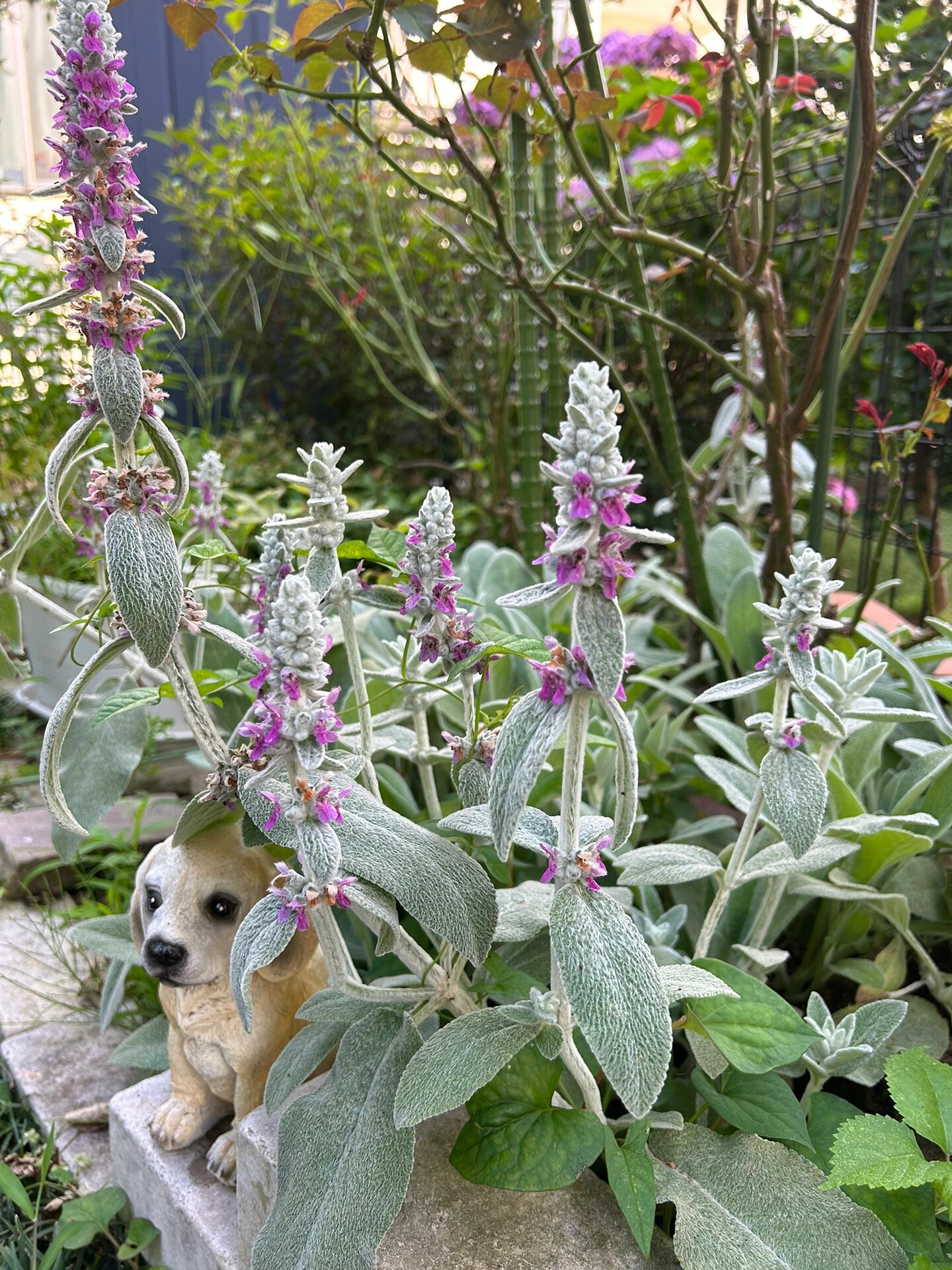 羊耳朵香草开花了 香草 今年的羊耳朵草开花了,其叶子毛绒绒 带点清香