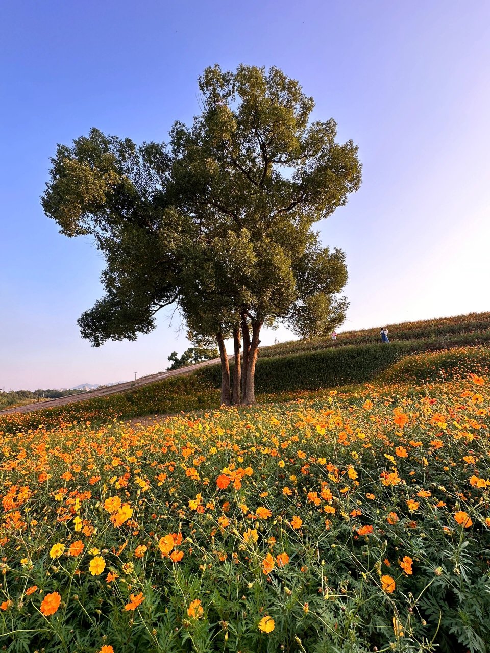 义乌植物园要开音乐节啦! 去音乐节的宝子们还可以去植物园看花海!