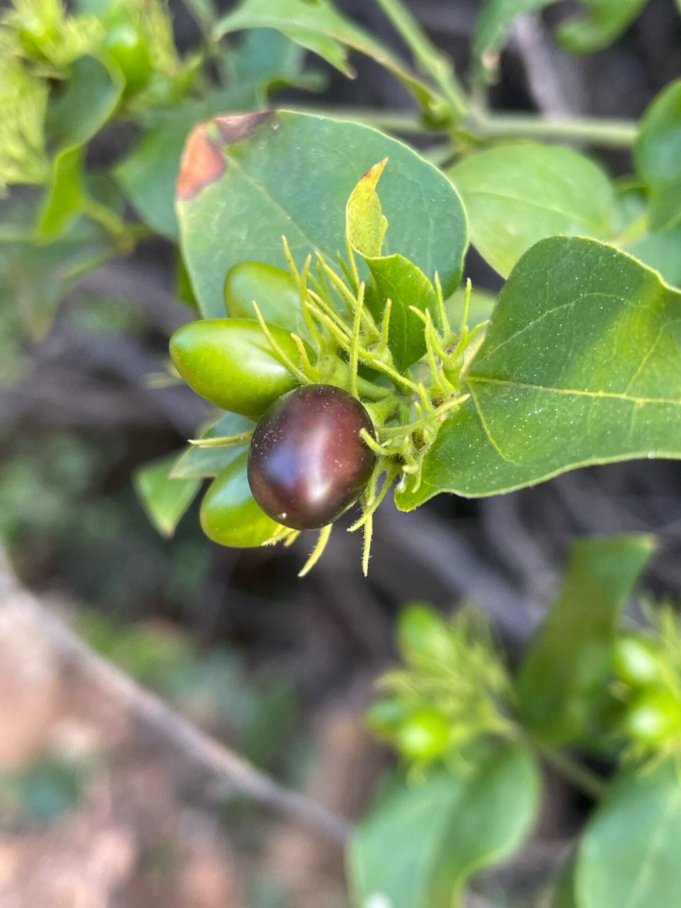 谢三娘果 纯野生,果实不能食用