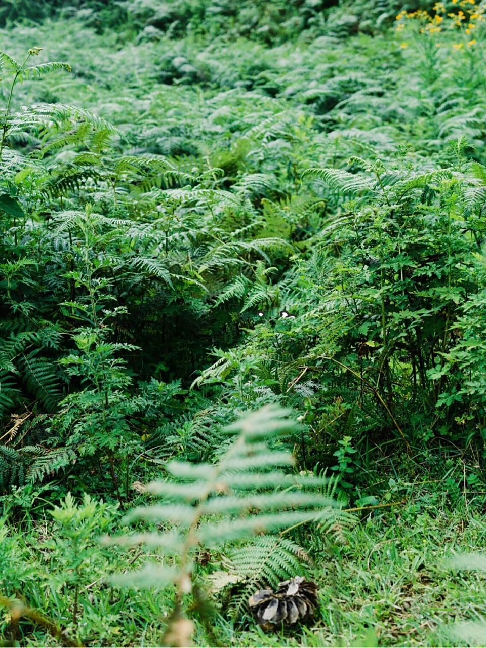 昆明十峰|嵩明大尖山(三尖山) 94简单说明:大尖山又名三尖山,是嵩明