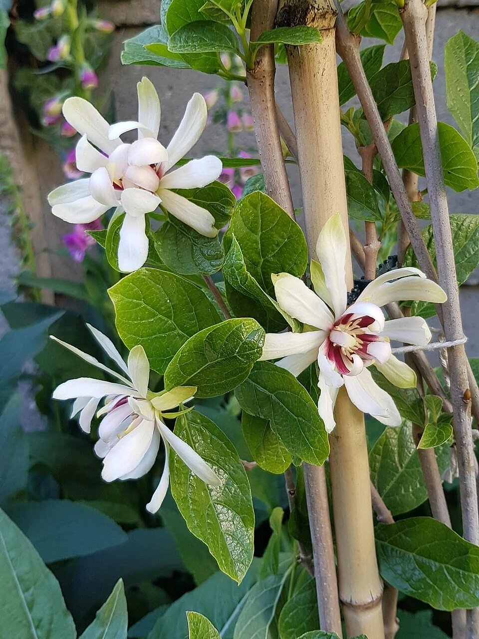 美国夏腊梅"维纳斯",白里透红