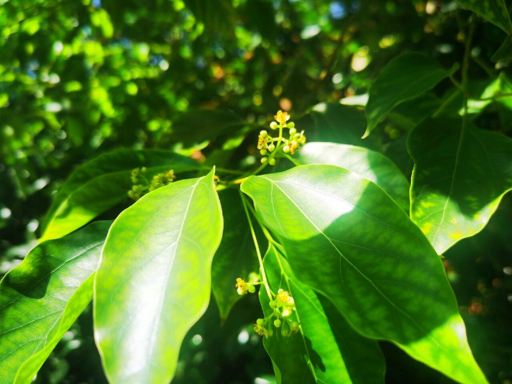 香樟 江南名木,现阶段是开花,空气中弥漫着它的香气,but过段时间,结了