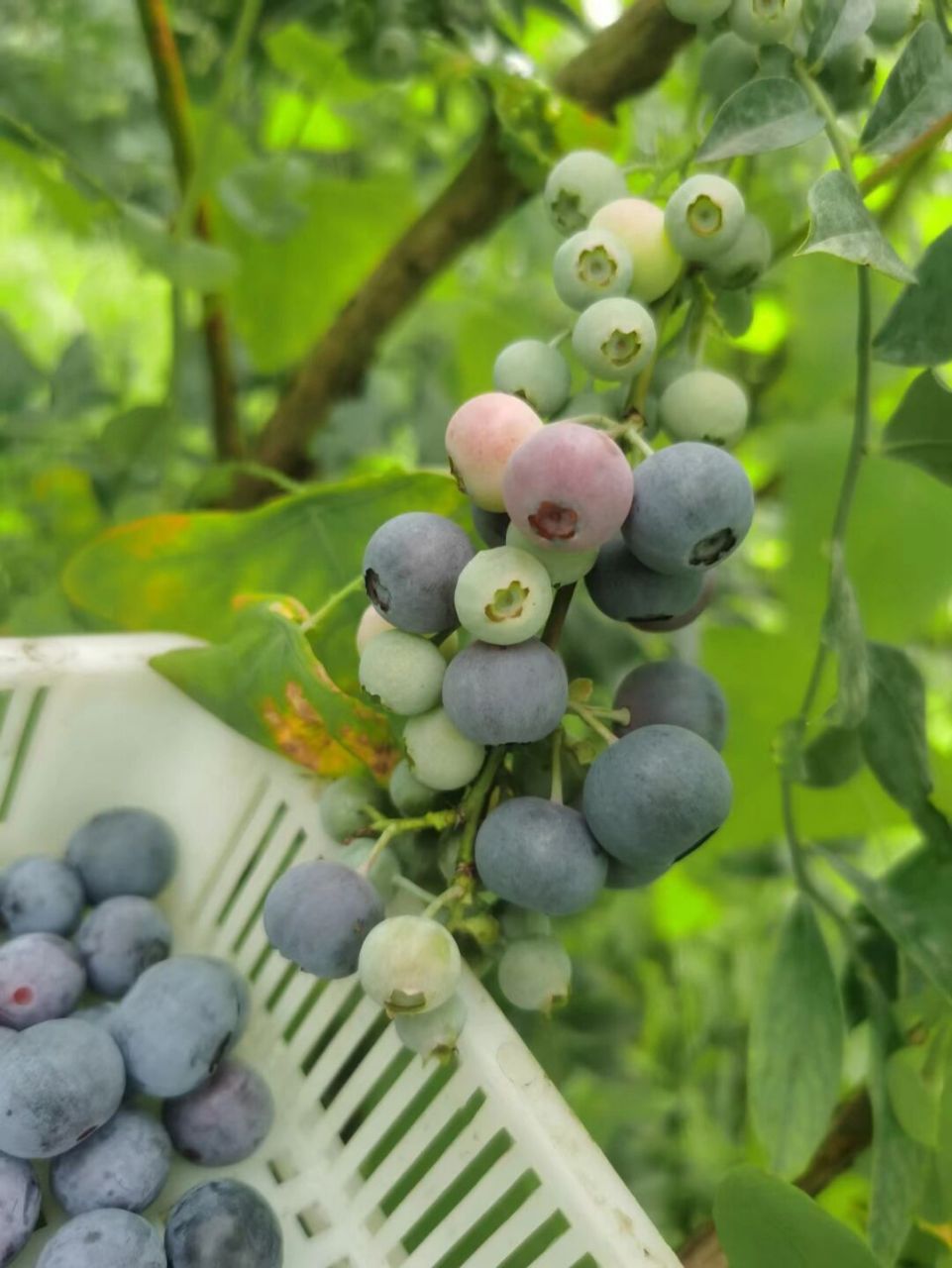 灿烂97晚熟蓝莓战斗机93 灿烂这个品种 果期长, 果子大, 产量高