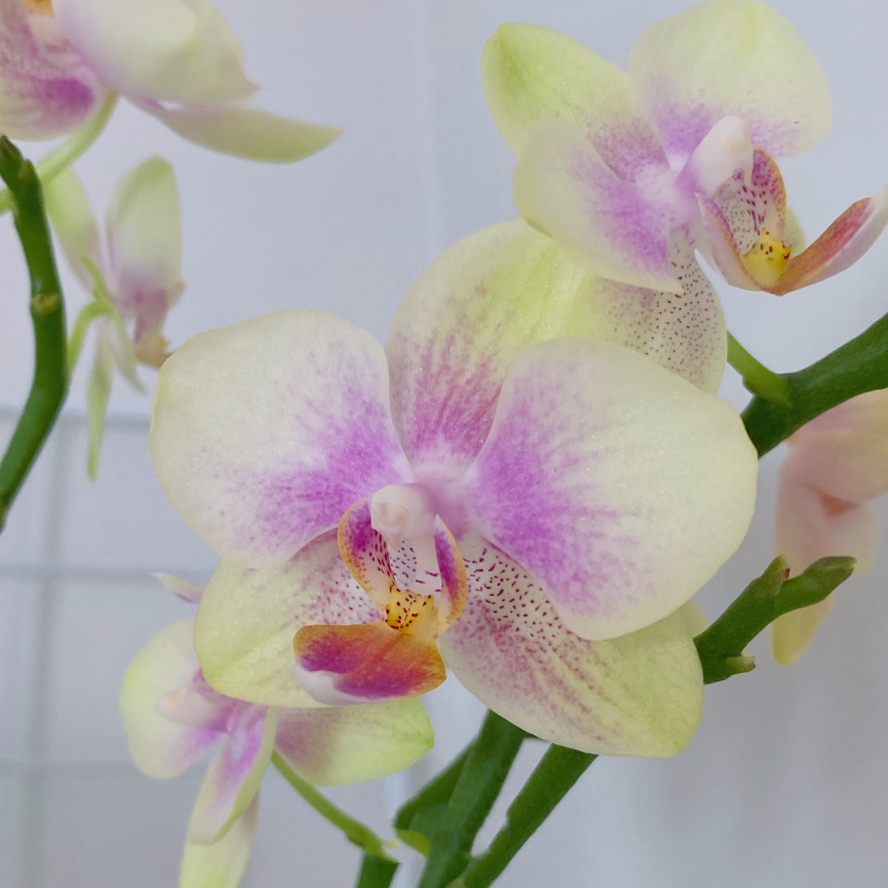 蝴蝶兰:金树二代90圣诞树 两种同属小花型,颜色也是中间粉两边黄.