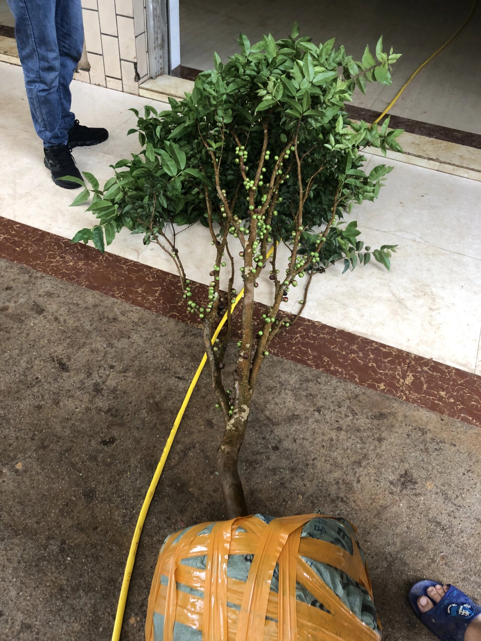 四季艾斯卡嘉宝果 一年结果6-8次的品种,结果累累,常年结果,阳台楼顶