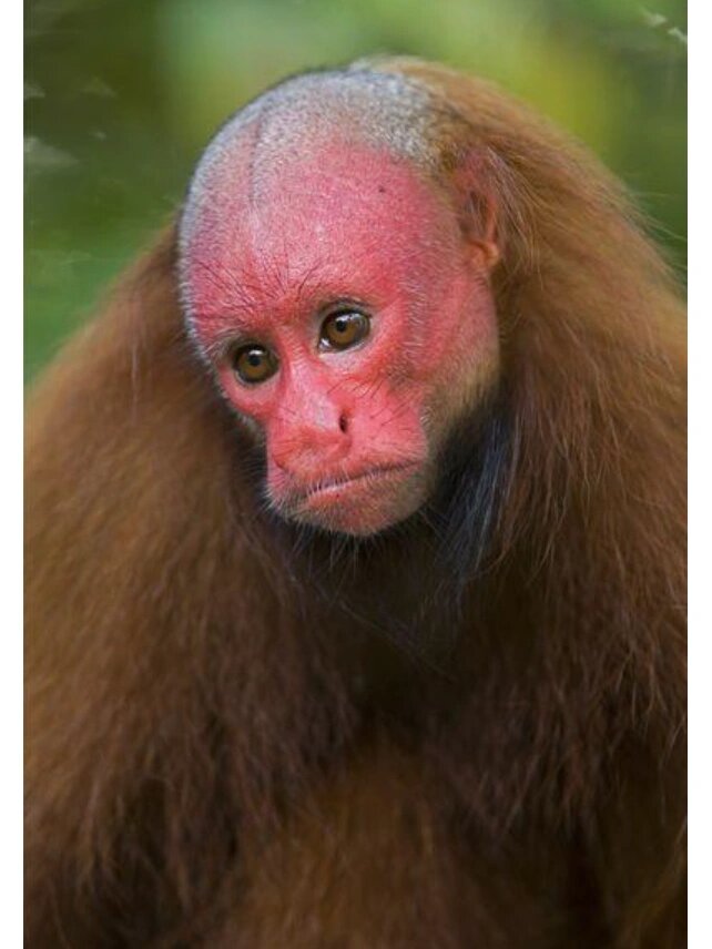 每天认识一种好玩动物13|赤秃猴 🌈🌏赤秃猴,也被称为红脸猴,这种