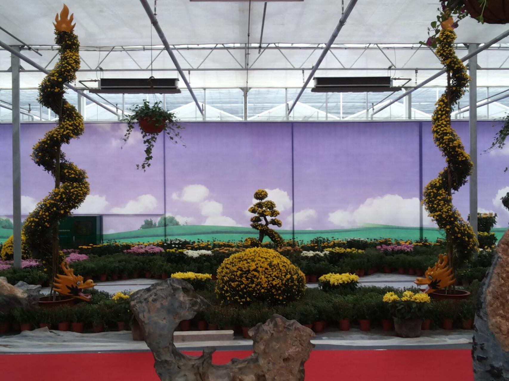 菊花造型艺菊-盘龙菊 蟠龙菊,又名:盘龙菊,是将两棵青蒿栽于盆中,盆中