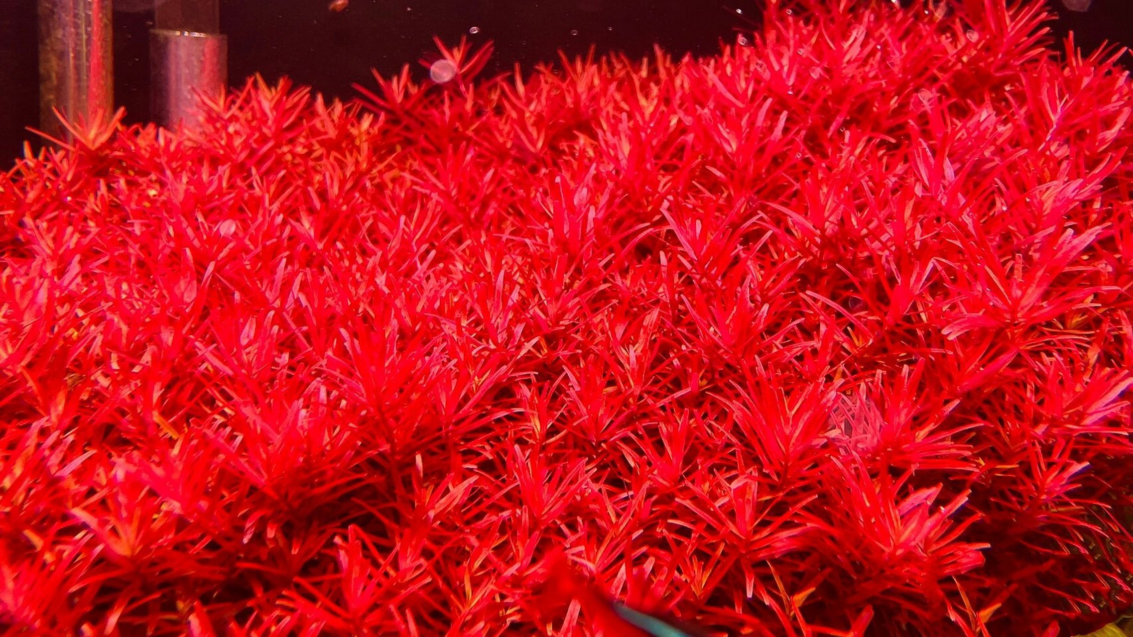 血红宫廷 真正的血红 状态一流,怕起藻,不敢开强光,否则更红!