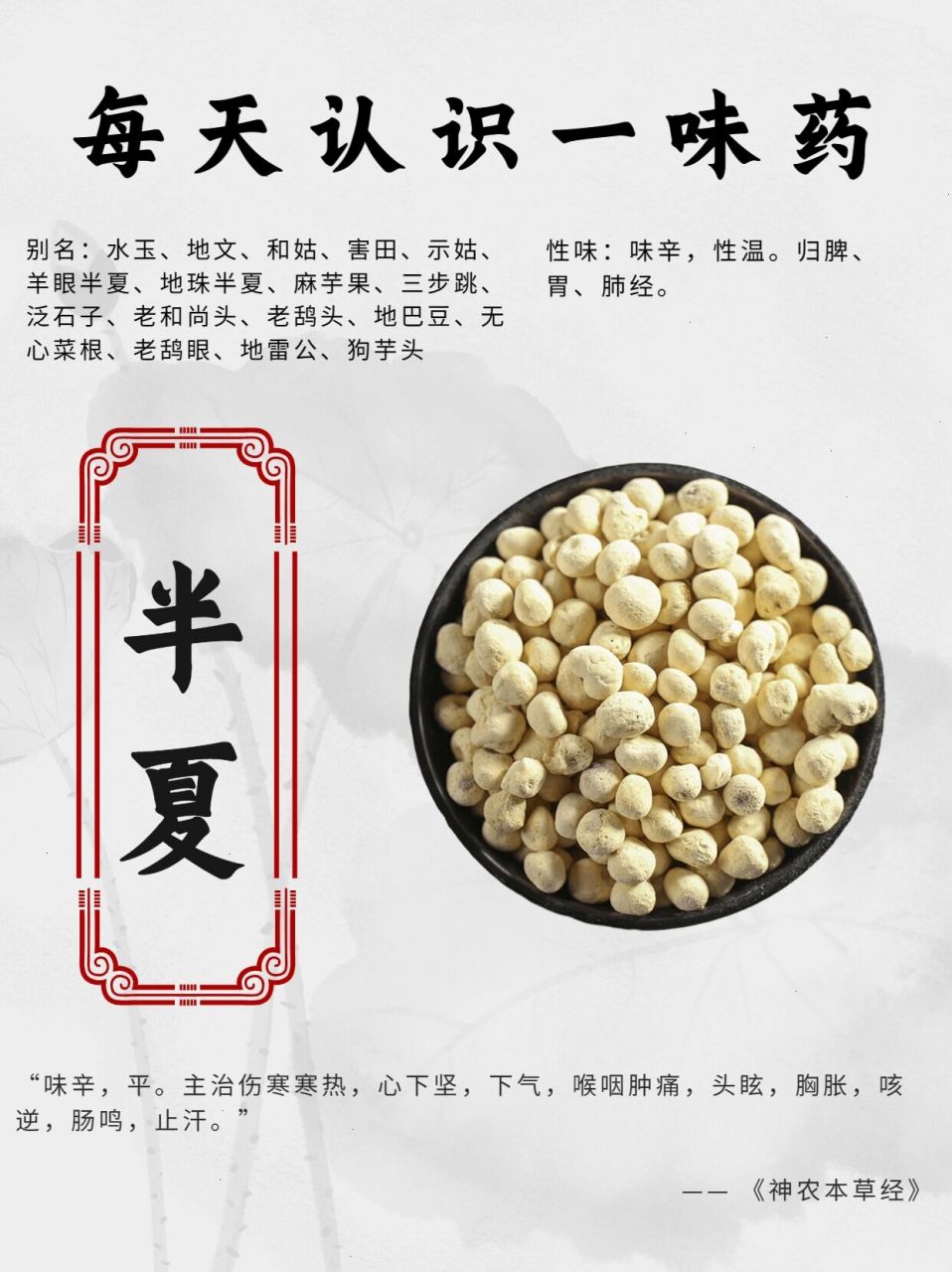 为天南星科植物半夏的干燥块茎.