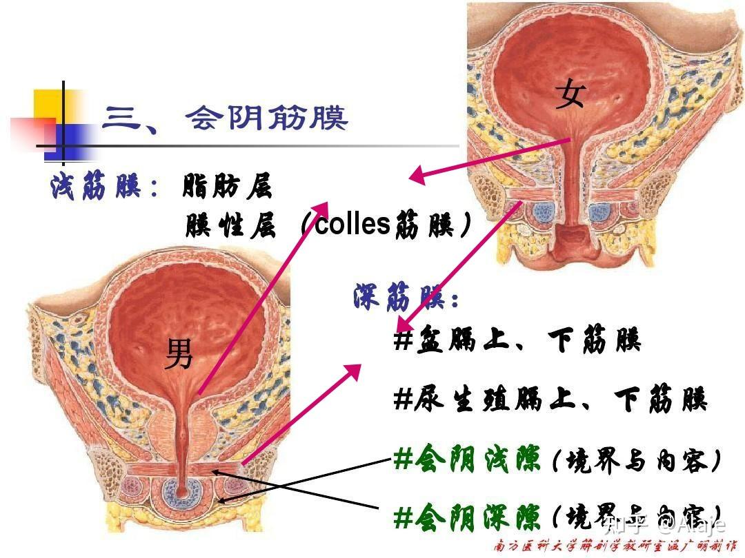 女性膀胱一般比男性大么