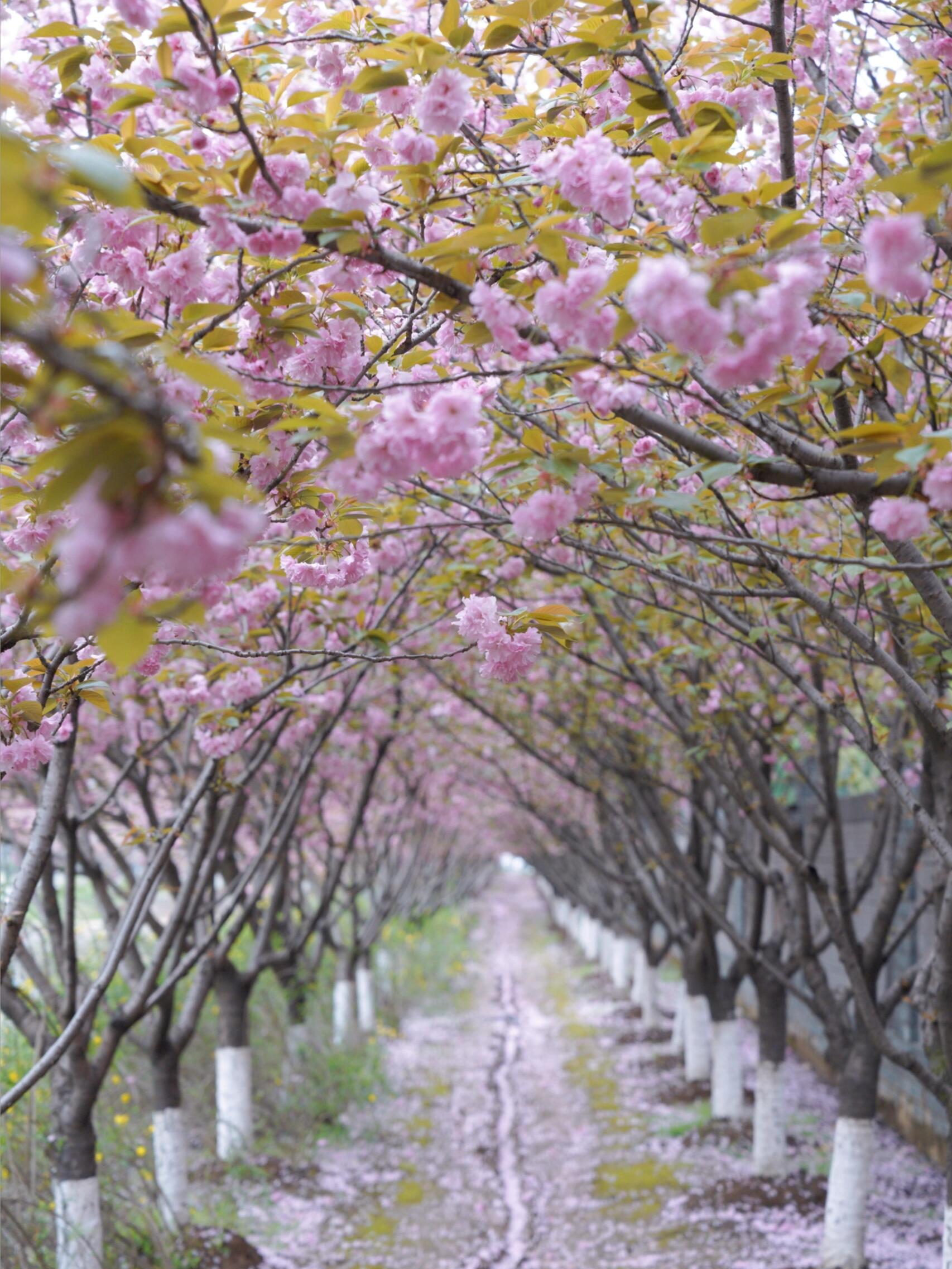 南京|新发现的宝藏樱花森林,99%人不知道