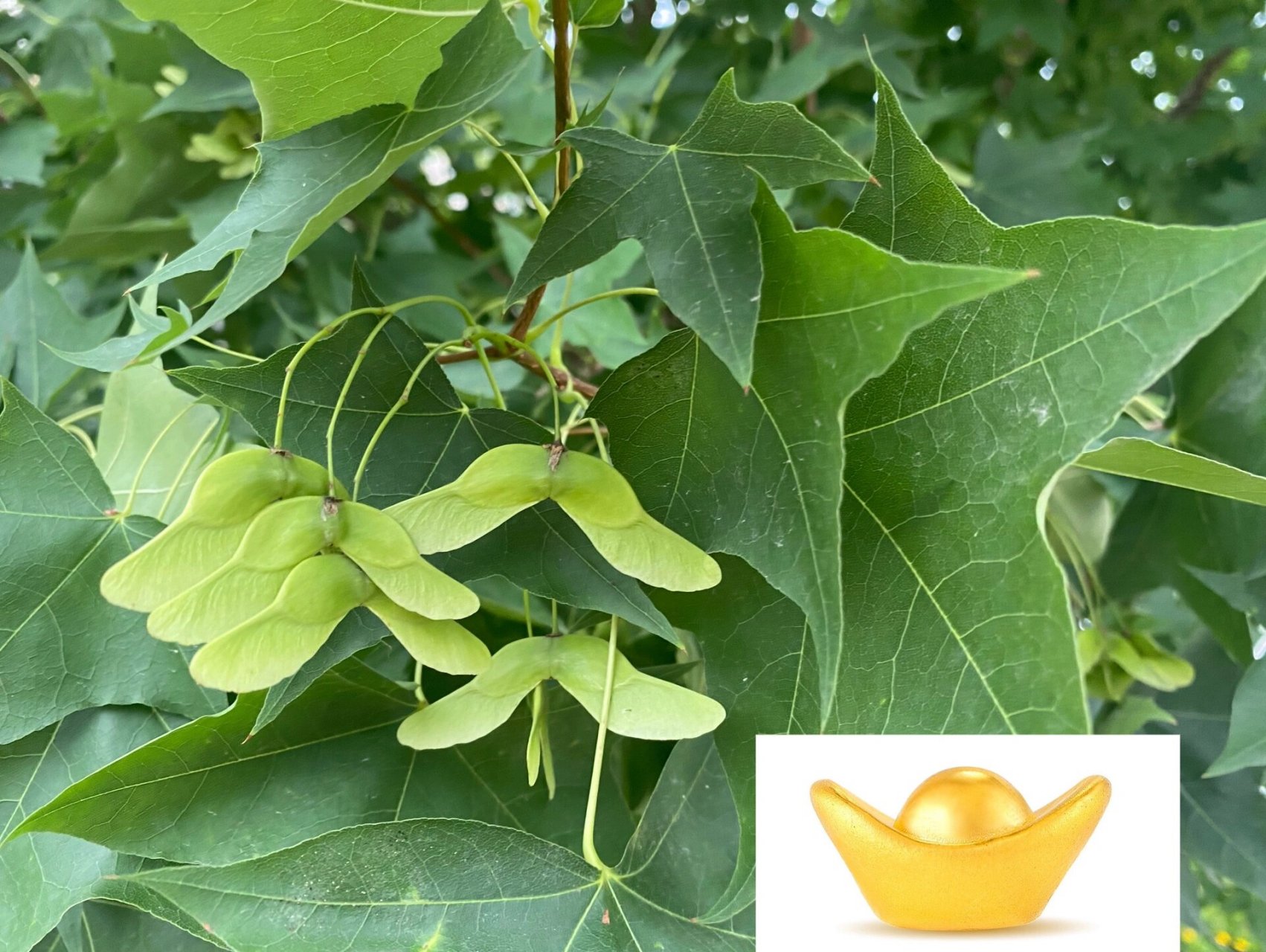 元宝枫93因种子像倒置的金元宝而得名 元宝枫(acer truncatum bunge