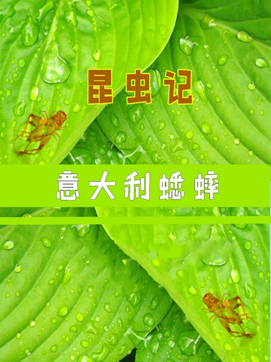 《昆虫记》读书笔记《意大利蟋蟀》