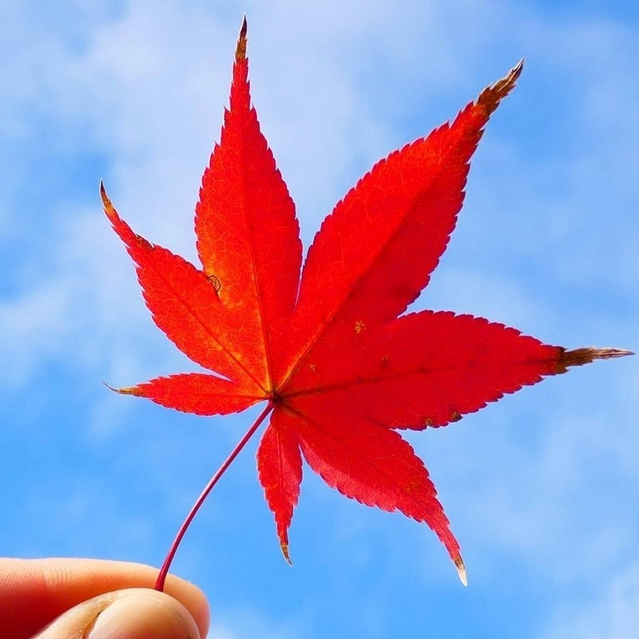 养殖红枫需要把它放到向阳处,让它可以全天受光,但高温时节要适当