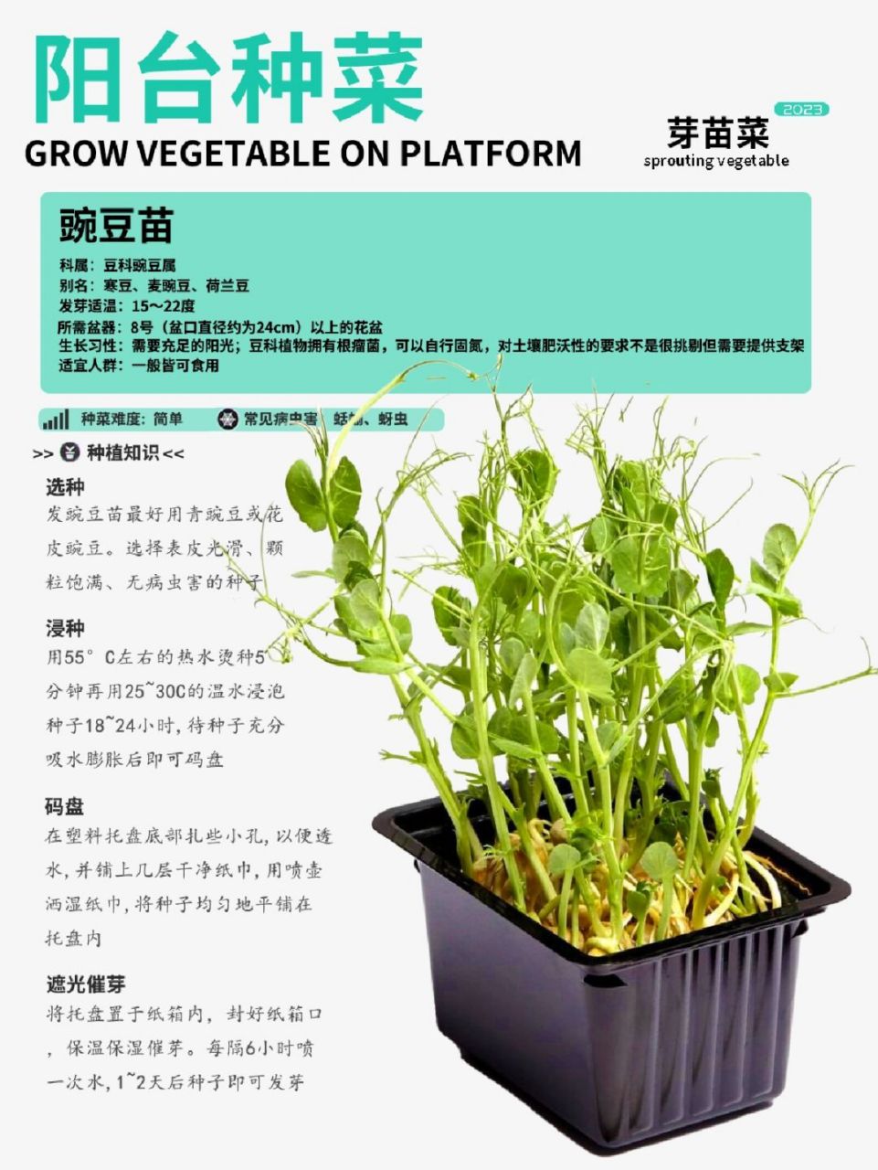 阳台种菜|豌豆苗种植攻略卡片!