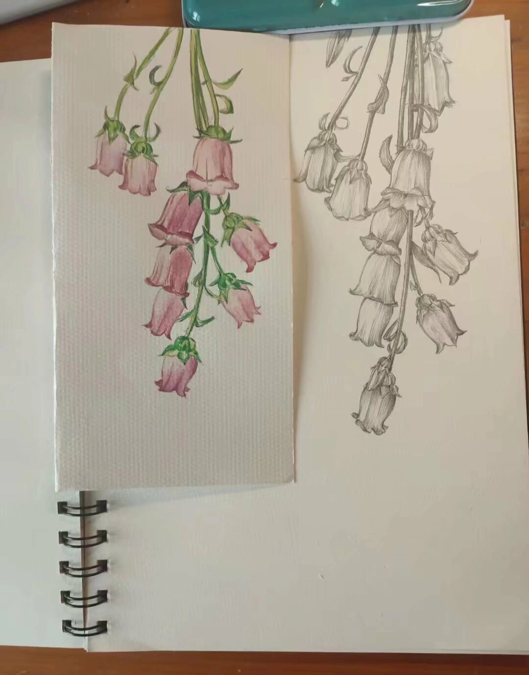 手绘花卉:风铃草(花中小精灵)