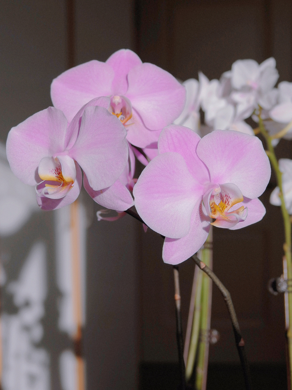 蝴蝶兰|优秀,密尔沃基   91美在优雅:颜色,花型,叶片和株型,气质