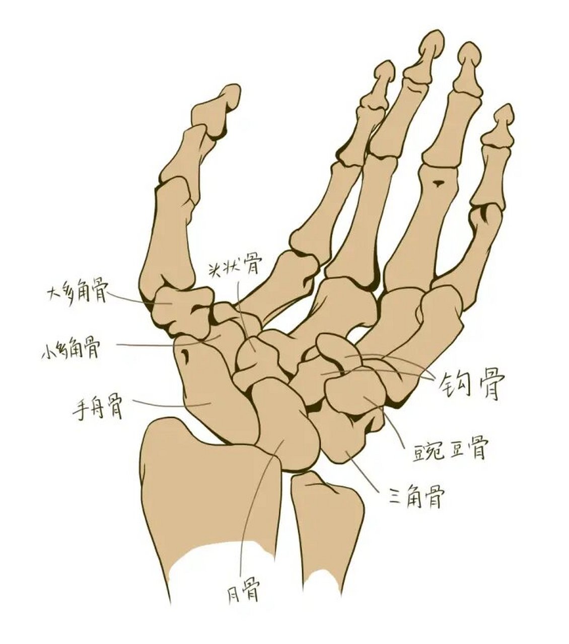 手骨图解图片