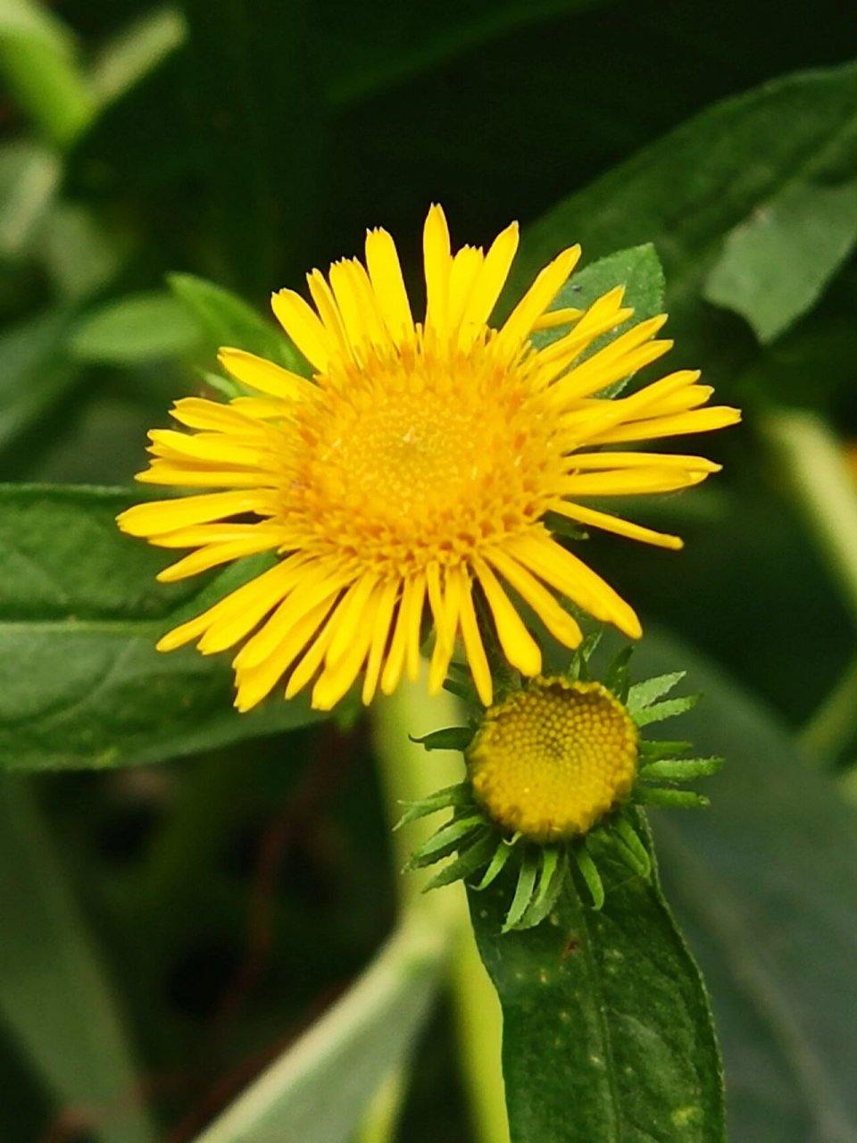 黄色的旋覆花|美了一夏 94旋覆花是桔梗目,菊科,旋覆花属,多年生