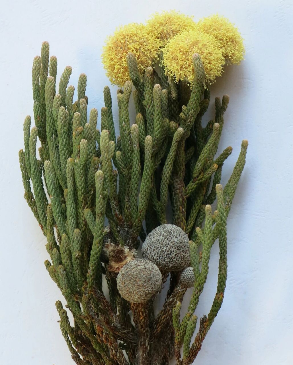 白绒球花│特殊花材│每日识花│第100天 白绒球花(刻球花科 ) 白绒球